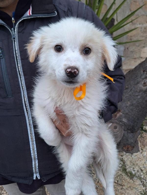 Sorelline adorabili in adozione Foto 6